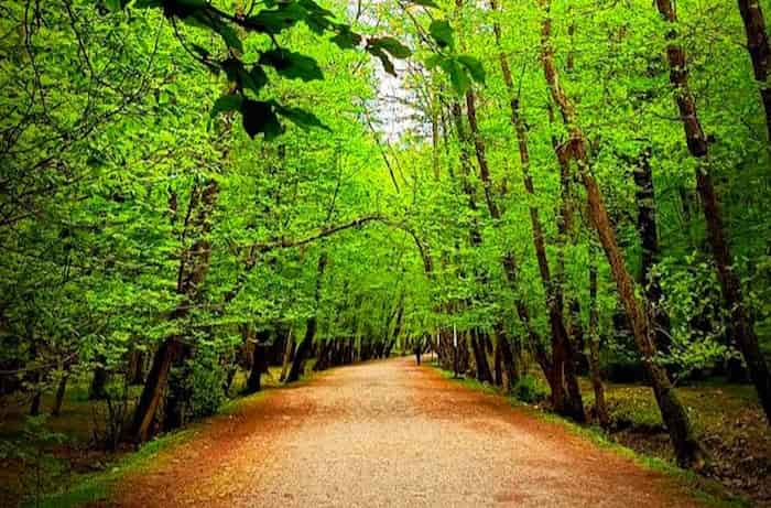 جنگل نور اطراف بابلسر